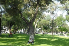 ALAMEDA CENTRAL 006