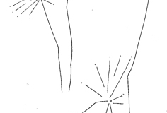 Copy of f