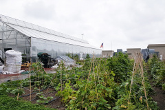 5f7f86785743512_Brooklyn_Grange_Rooftop_Farm